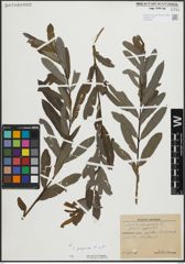 Foto von Salix purpurea L.